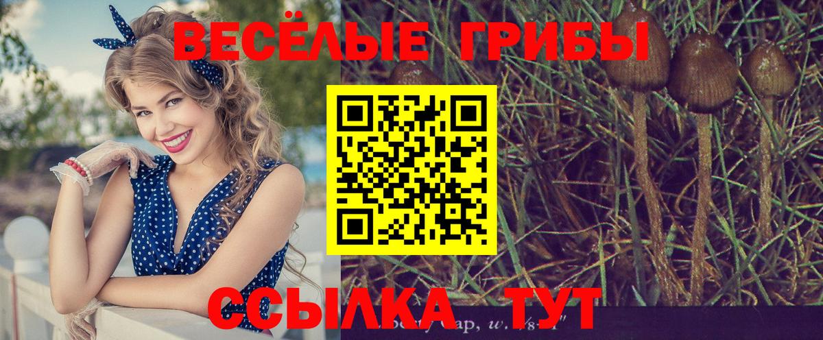 Псилоцибиновые грибы GOLDEN TEACHER  Вход с VPN  Ставрополь 